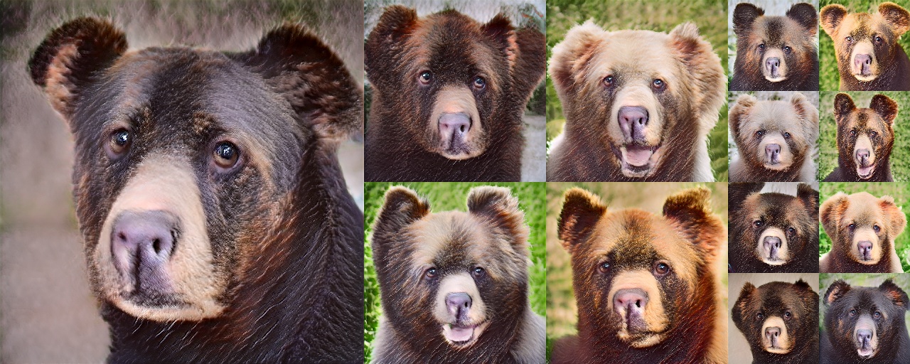 Bears.